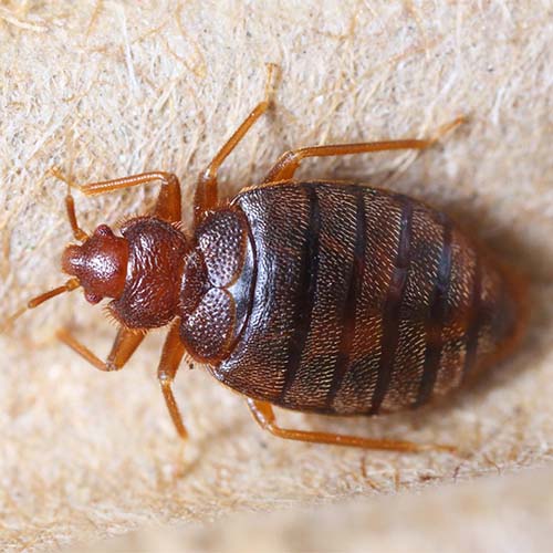 Image of a bed bug on a cloth in Uganda
